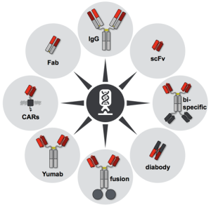 Antibody Engineering Services  – Creative Biolabs