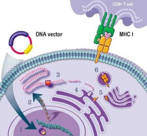 Antibody Production by DNA Immunization  – Creative Biolabs