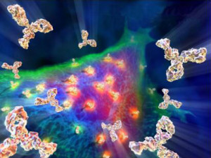 Antibody Production by In Vitro Immunization  – Creative Biolabs