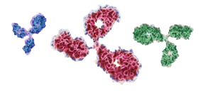 Anti-C. difficile Toxin A Stable Cell Line, actoxumab – Creative Biolabs