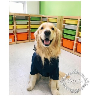 canada goose ペットウェア 犬用パーカー オシャレ かっこいい ポリエステルの形状記憶糸 カナダグース ...