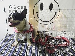 チャンピオン 犬用パーカー bigロゴ champion 犬服 プルオーバー おしゃれ champion ストリート ドッグ ...