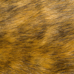 Model: 13HD1028-1
Product name: Yellow brown fox fur
Specification: 1.8*2800
Fabric composition: ...