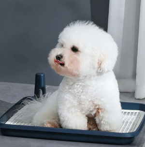 https://www.hd-pets.com/product/dog-toilet/low-fence-dog-toilet-with-pillar-to-prevent-sand-spla ...